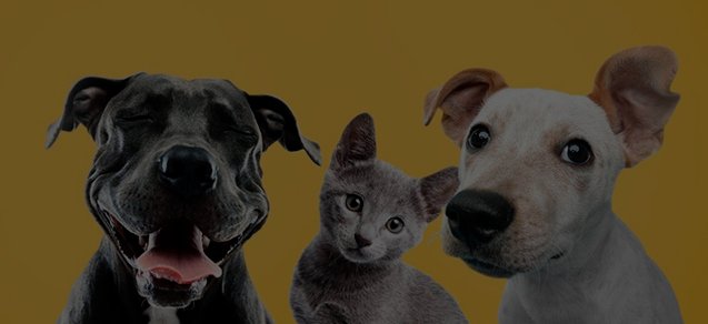 mimus-tag-petshop-colar-pinjentes-acessorios-personalizado-curitiba-C1-3